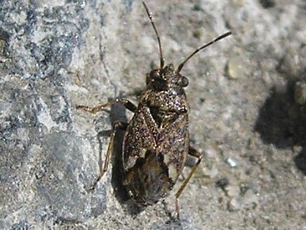 Lygaeidae: Nysius huttoni, 